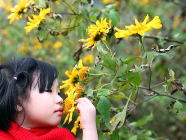 Mùa dã quỳ nhuộm vàng Mộc Châu-1