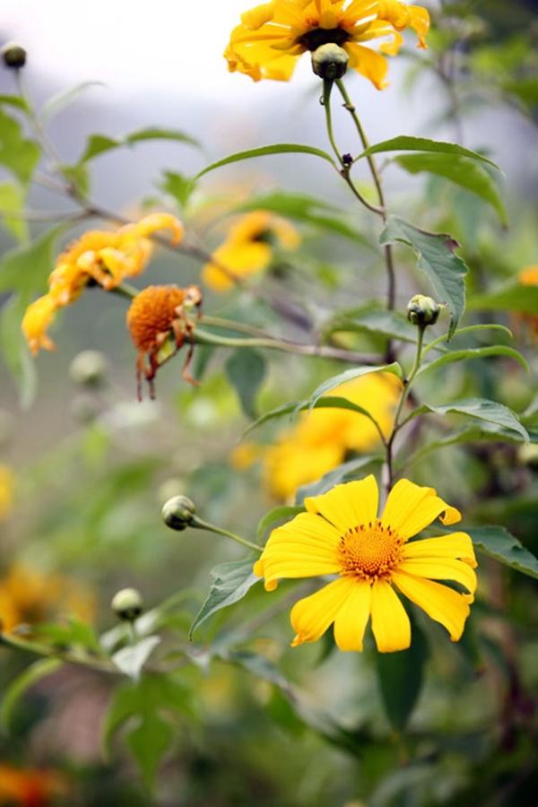 Mùa dã quỳ nhuộm vàng Mộc Châu-2