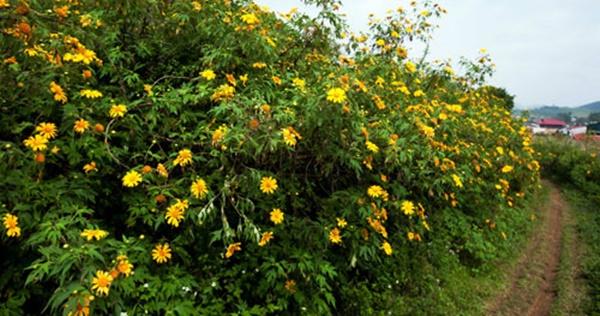 Mùa dã quỳ nhuộm vàng Mộc Châu-4