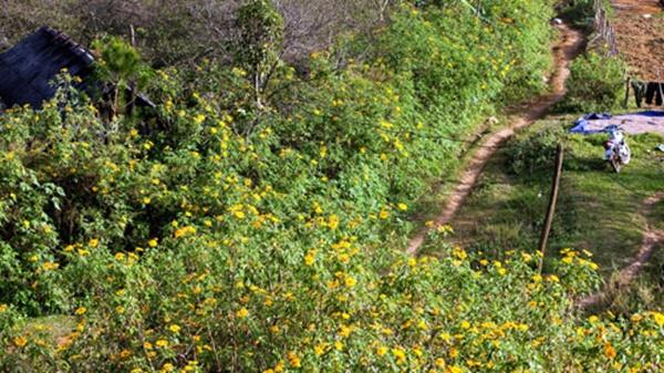 Mùa dã quỳ nhuộm vàng Mộc Châu-7