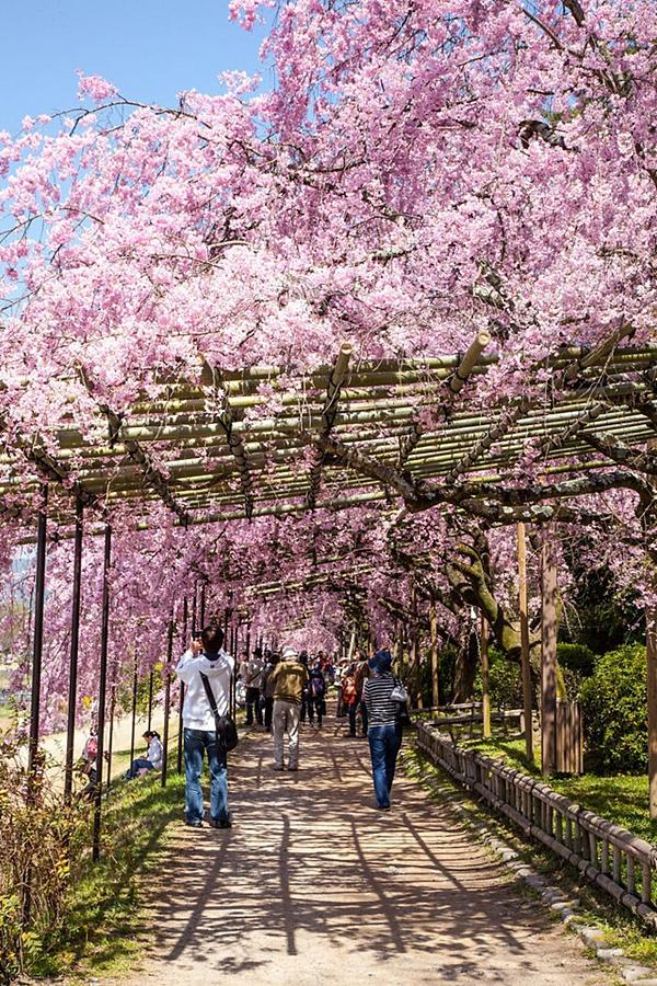 Những con đường phủ đầy hoa tươi như trong truyện cổ tích-11