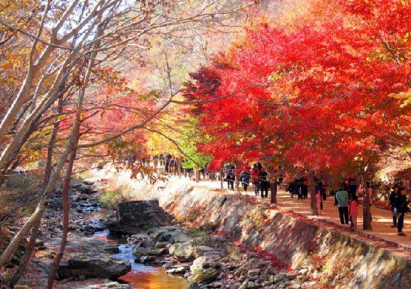 Những địa điểm lý tưởng để ngắm mùa thu ở Hàn Quốc-4
