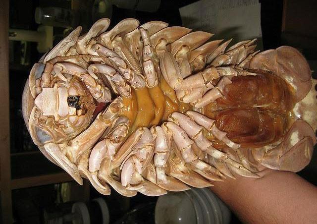 Những đặc sản hiếm có, khó tìm ở Quy Nhơn-1