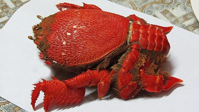 Những đặc sản hiếm có, khó tìm ở Quy Nhơn-3