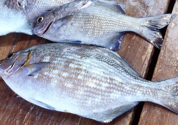 Những đặc sản hiếm có, khó tìm ở Quy Nhơn-7