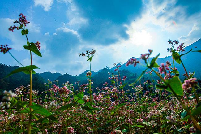 Vi vu Hà Giang ngắm hoa tam giác mạch nở đẹp ngất ngây-1