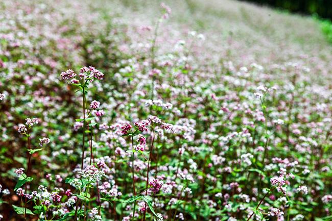 Vi vu Hà Giang ngắm hoa tam giác mạch nở đẹp ngất ngây-2