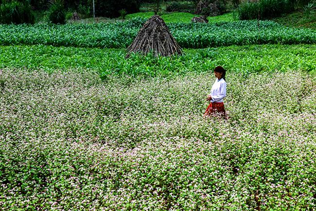 Vi vu Hà Giang ngắm hoa tam giác mạch nở đẹp ngất ngây-3