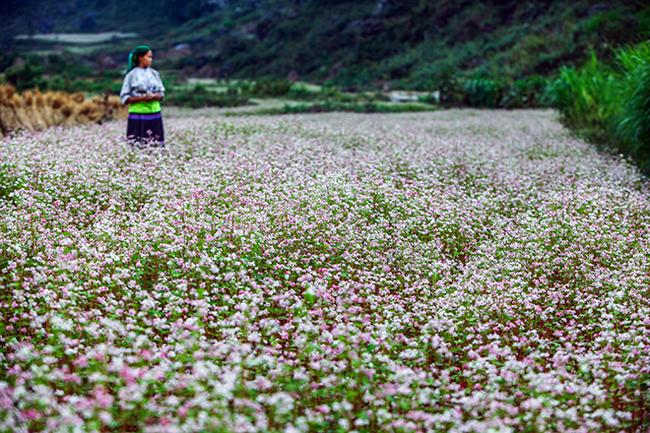 Vi vu Hà Giang ngắm hoa tam giác mạch nở đẹp ngất ngây-4