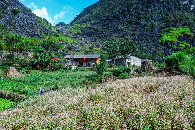 Vi vu Hà Giang ngắm hoa tam giác mạch nở đẹp ngất ngây-5