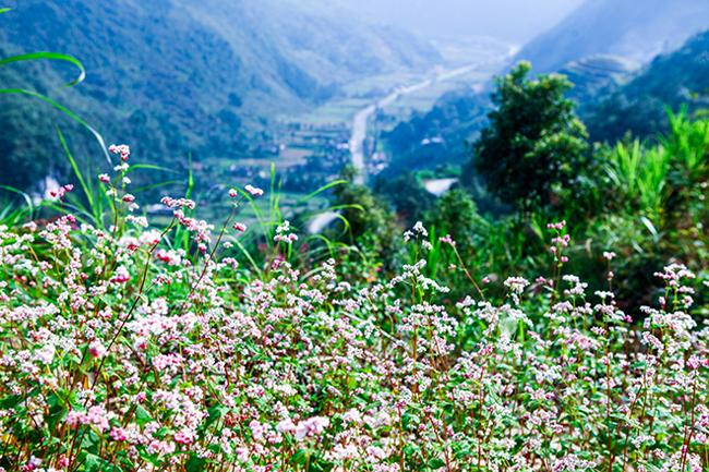 Vi vu Hà Giang ngắm hoa tam giác mạch nở đẹp ngất ngây-6