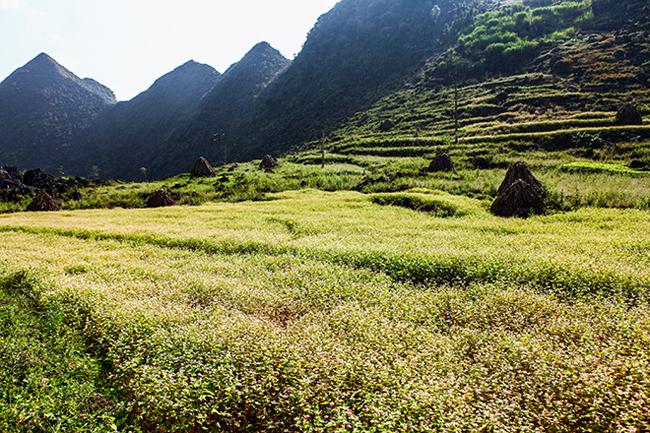 Vi vu Hà Giang ngắm hoa tam giác mạch nở đẹp ngất ngây-7