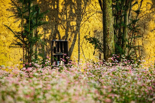 Vi vu Hà Giang ngắm hoa tam giác mạch nở đẹp ngất ngây-8