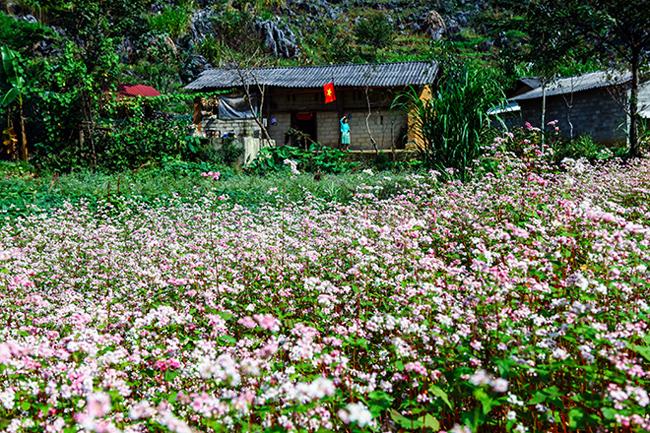 Vi vu Hà Giang ngắm hoa tam giác mạch nở đẹp ngất ngây-13