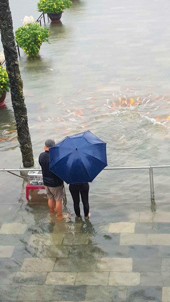 Hàng trăm con cá cảnh ở Hoàng Cung Huế... lên cầu bơi lội-3