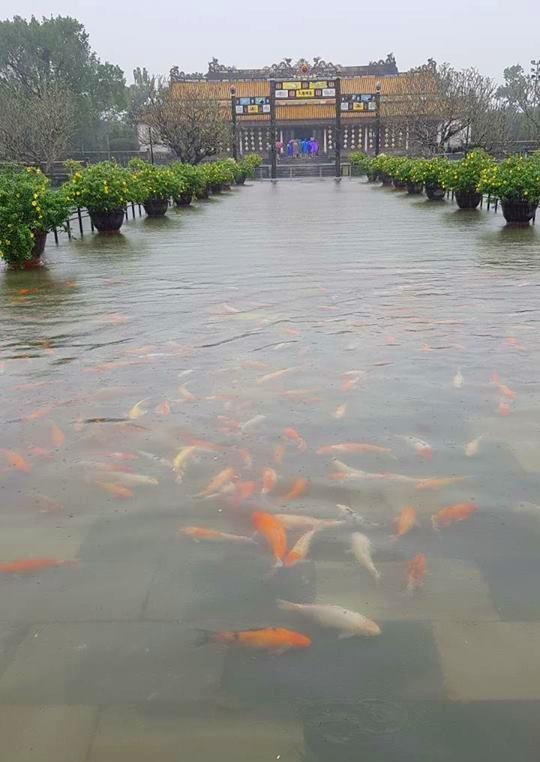 Hàng trăm con cá cảnh ở Hoàng Cung Huế... lên cầu bơi lội-4