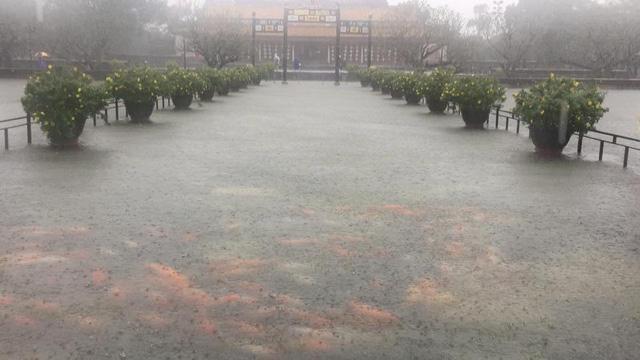 Hàng trăm con cá cảnh ở Hoàng Cung Huế... lên cầu bơi lội-5