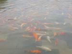 Hàng trăm con cá cảnh ở Hoàng Cung Huế... lên cầu bơi lội