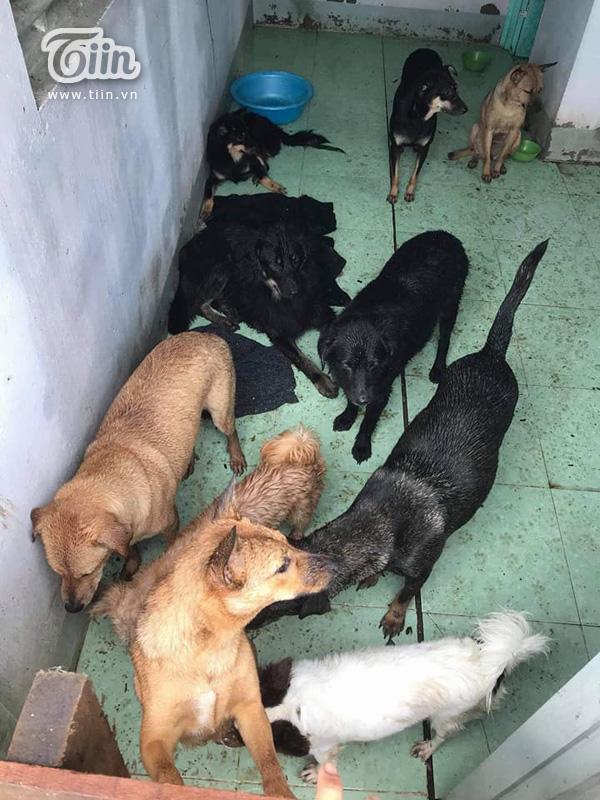 20 chú chó được cứu trong bão vẫn đang xoay xở kiếm thức ăn-4