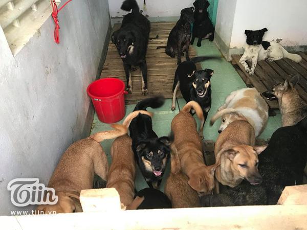 20 chú chó được cứu trong bão vẫn đang xoay xở kiếm thức ăn-6