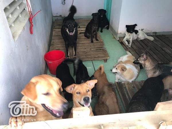 20 chú chó được cứu trong bão vẫn đang xoay xở kiếm thức ăn-7