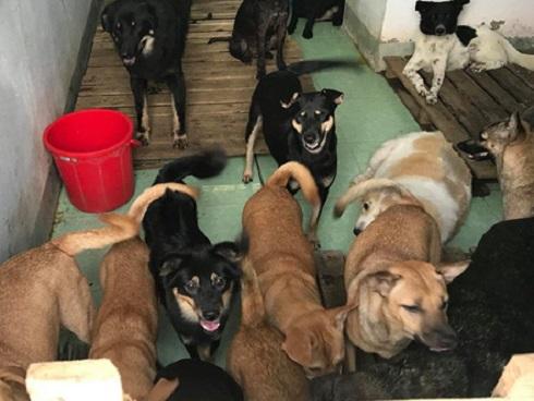 Chó mẹ gây xúc động khi ôm chặt con vì sợ chủ đem bán-2