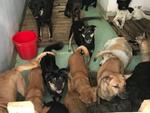 20 chú chó được cứu trong bão vẫn đang xoay xở kiếm thức ăn