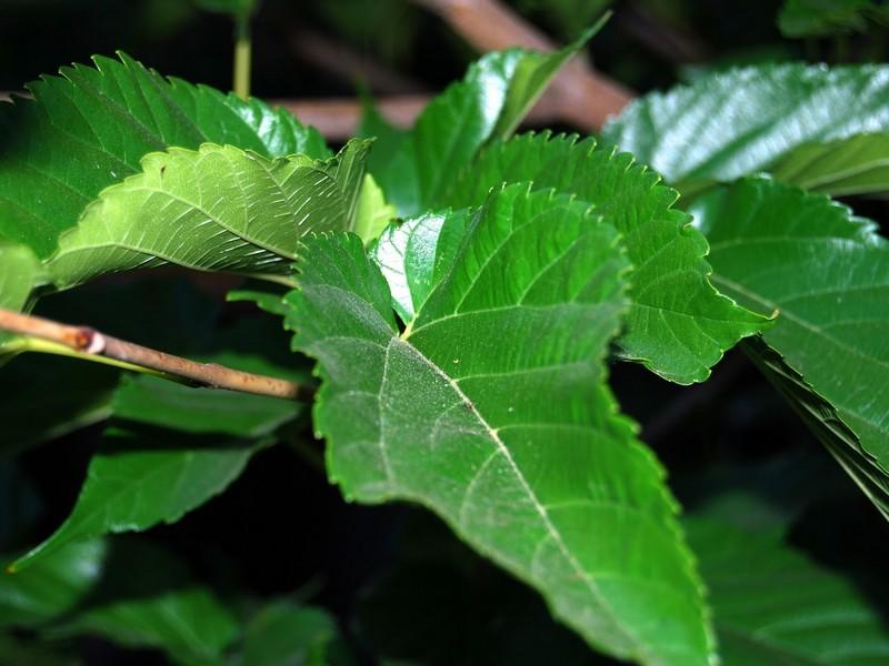 Ba cách làm đẹp da mặt bằng lá dâu tằm-1