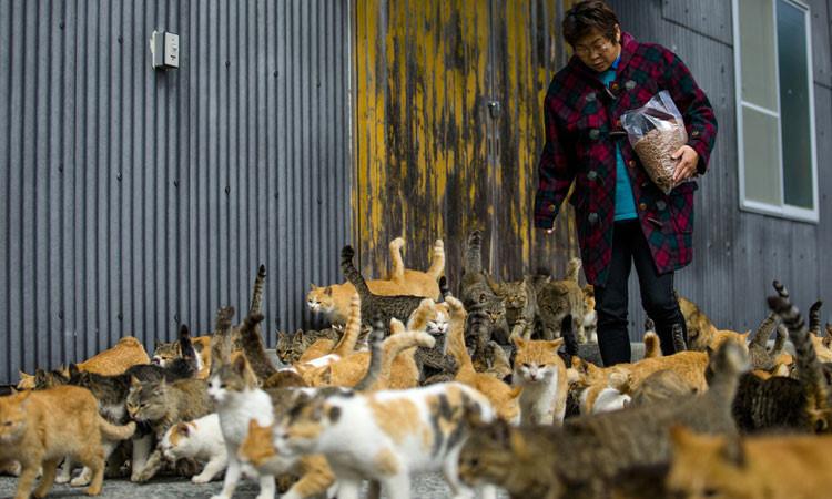 8 hòn đảo kỳ lạ của Nhật Bản-3