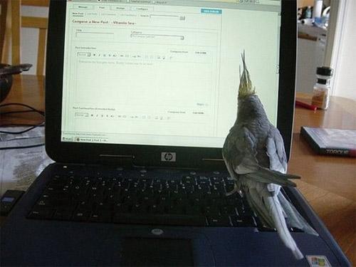 Khi thú cưng cũng nghiện công nghệ như... đúng rồi-1