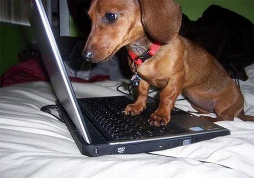 Khi thú cưng cũng nghiện công nghệ như... đúng rồi-10