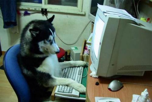 Khi thú cưng cũng nghiện công nghệ như... đúng rồi-2