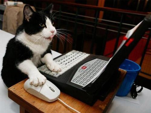 Khi thú cưng cũng nghiện công nghệ như... đúng rồi-5