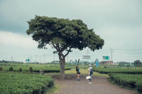Khám phá thiên đường trà xanh trên đảo JeJu-1