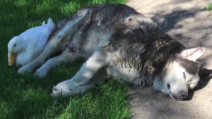 Chó và vịt tưởng chừng như không thể thân nhưng đôi bạn này lại thân không tưởng-4