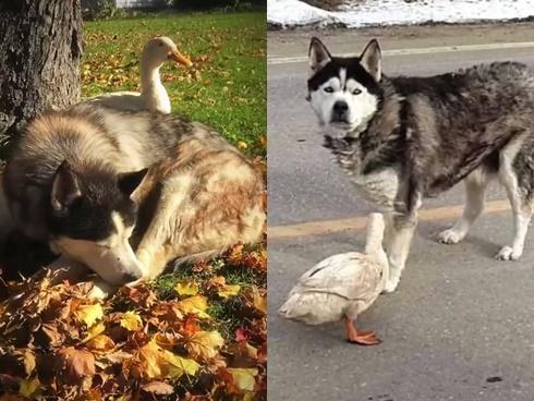 Chó và vịt tưởng chừng như không thể thân nhưng đôi bạn này lại thân không tưởng