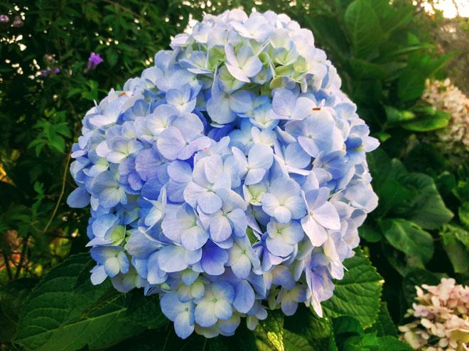 Dẫn gấu đi Đà Lạt, đừng bỏ lỡ vườn cẩm tú cầu đang hot rần rần này-3