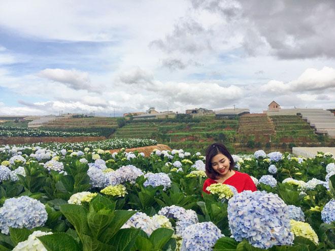 Dẫn gấu đi Đà Lạt, đừng bỏ lỡ vườn cẩm tú cầu đang hot rần rần này-6