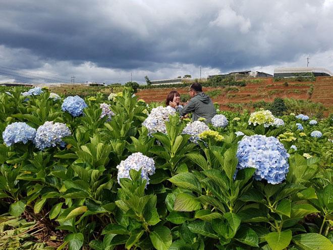 Dẫn gấu đi Đà Lạt, đừng bỏ lỡ vườn cẩm tú cầu đang hot rần rần này-7