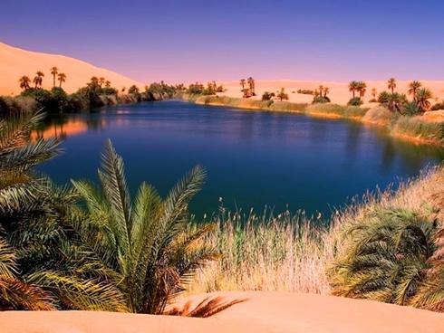 Choáng ngợp cây tử đằng trăm tuổi với tán hoa trải rộng tới 2.000m2-1