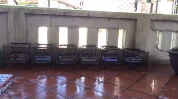 Cười ra nước mắt nghe chuyện anh chồng mê chim hơn tiền và vợ, phòng ngủ lồng chim che lấp cả ảnh cưới-4