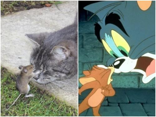 Tom và Jerry phiên bản đời thật vẫn hài như phim
