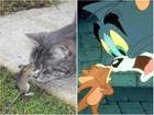 Tom và Jerry phiên bản đời thật vẫn hài như phim