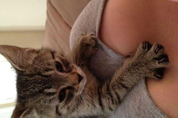 Bắt quả tang đám động vật có máu dê xồm-2