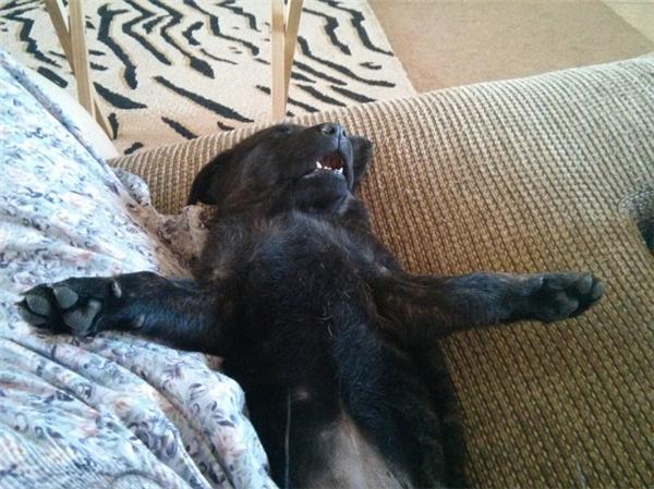 Khi động vật coi việc đi ngủ là... lẽ sống-2