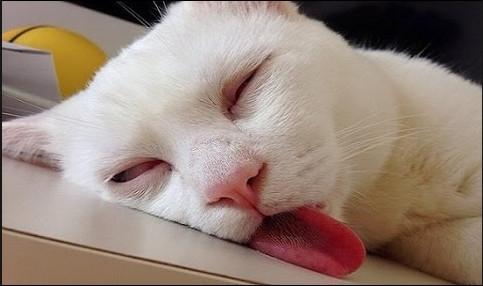 Khi động vật coi việc đi ngủ là... lẽ sống-6