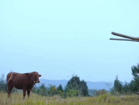 Hai chàng trai gây bão khi cover nhạc trữ tình ngọt lịm, chứng minh là fan cứng Quang Lê - Phi Nhung-5