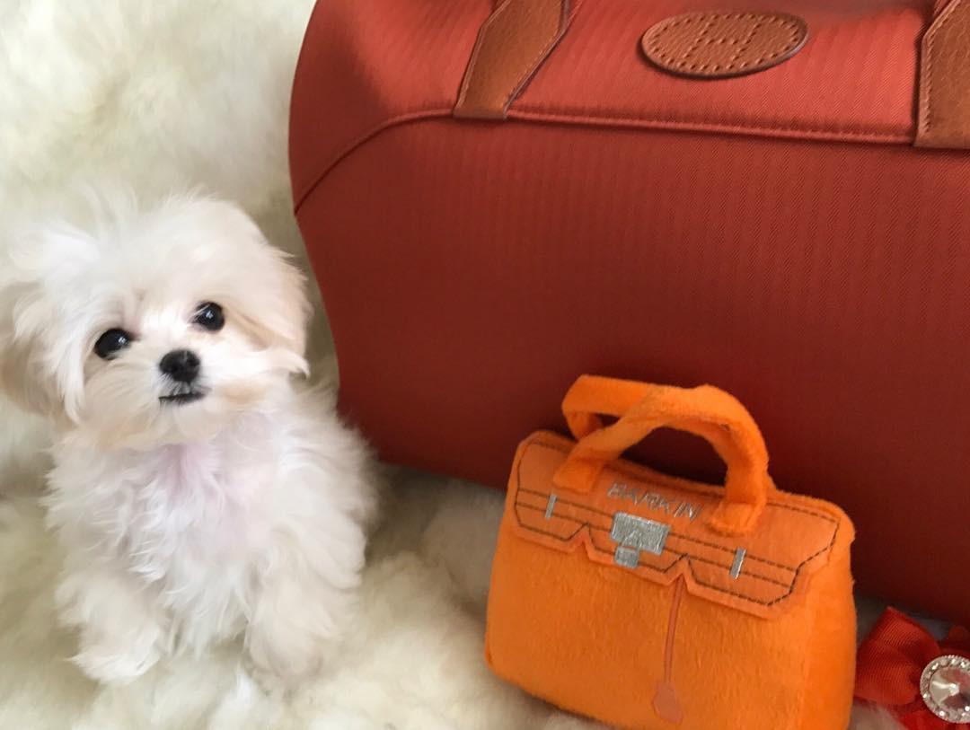 Hâm mộ cuộc sống sang chảnh của 11 chú chó đại gia ăn chơi không sợ mưa rơi-3