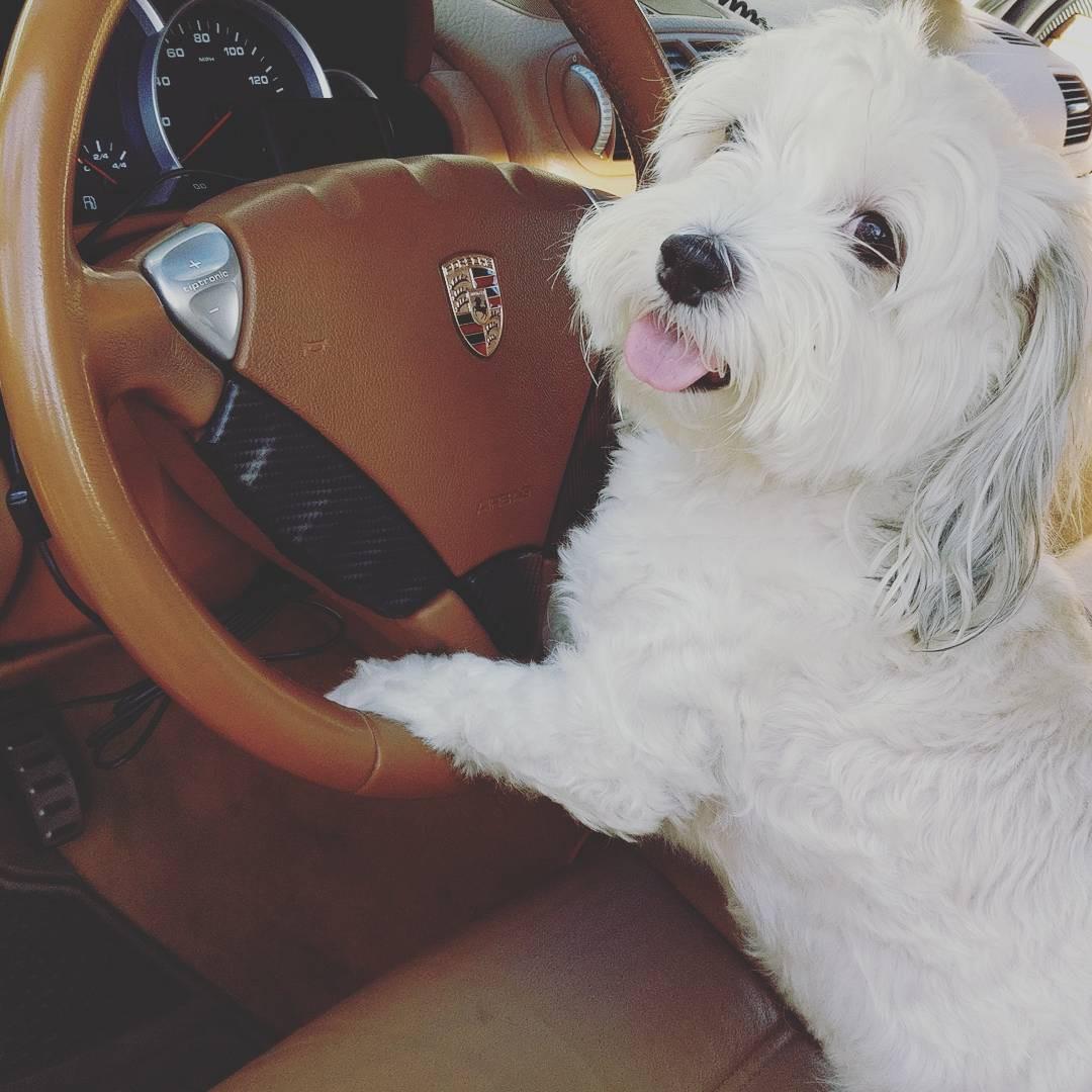 Hâm mộ cuộc sống sang chảnh của 11 chú chó đại gia ăn chơi không sợ mưa rơi-4