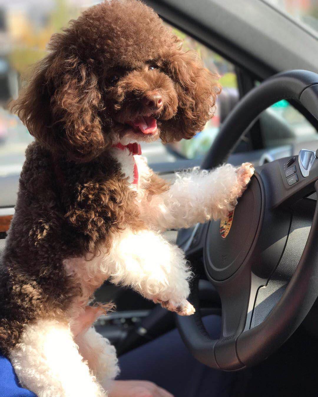 Hâm mộ cuộc sống sang chảnh của 11 chú chó đại gia ăn chơi không sợ mưa rơi-5